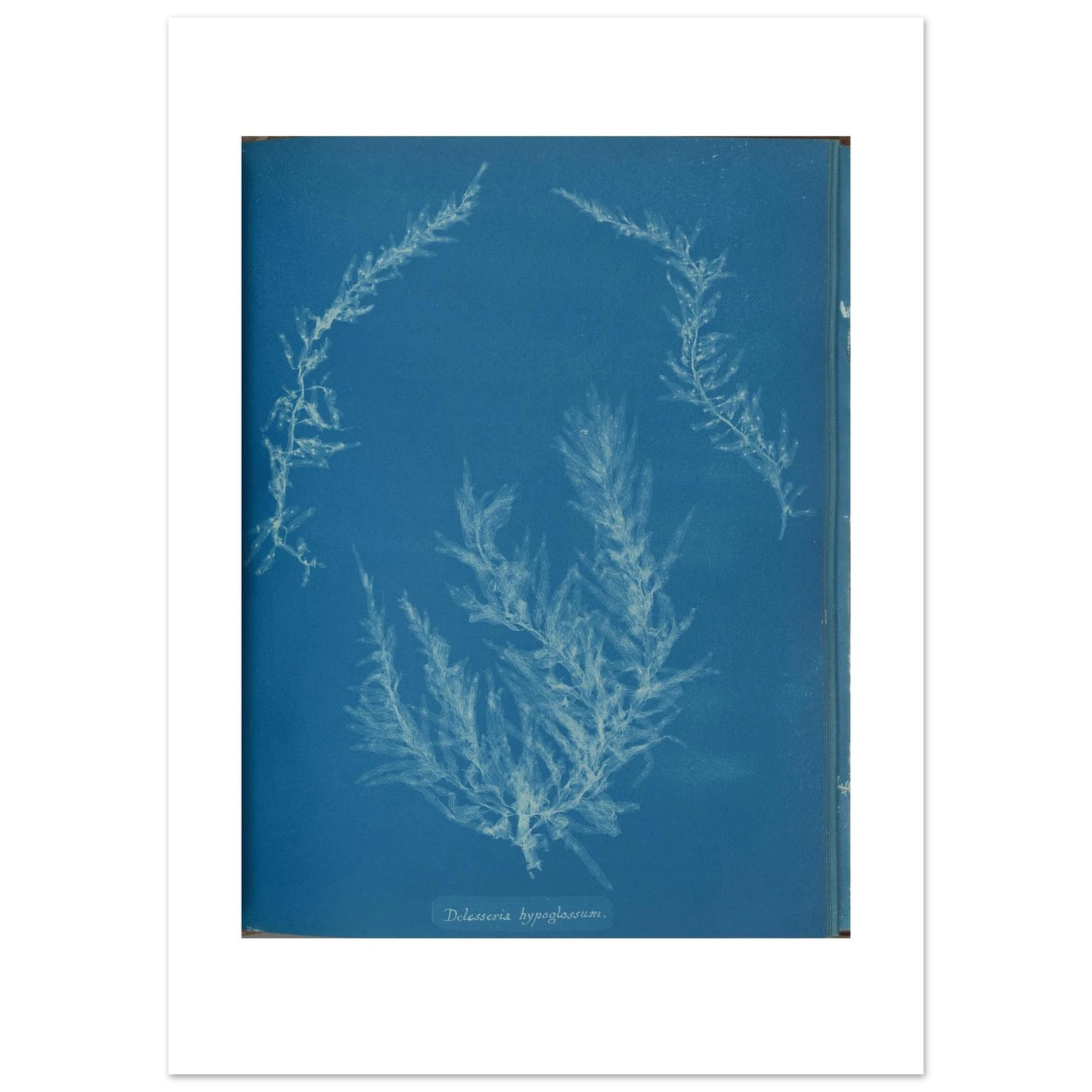 The enlarged 50 × 70 cm giclée print of Delesseria hypoglossum, unframed, white border, on 200 gsm fine art paper