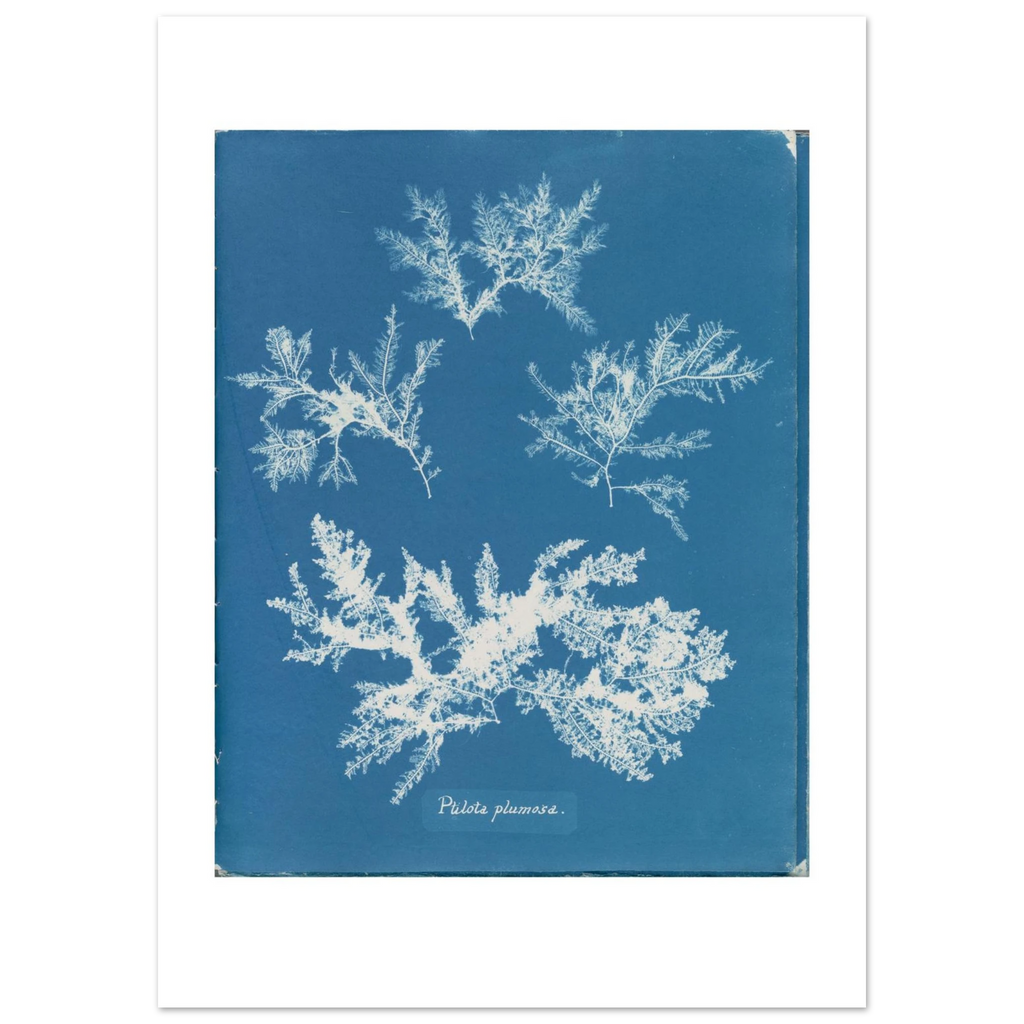 The enlarged 50 × 70 cm giclée print of Ptilota plumosa, unframed, shown flat with its white border