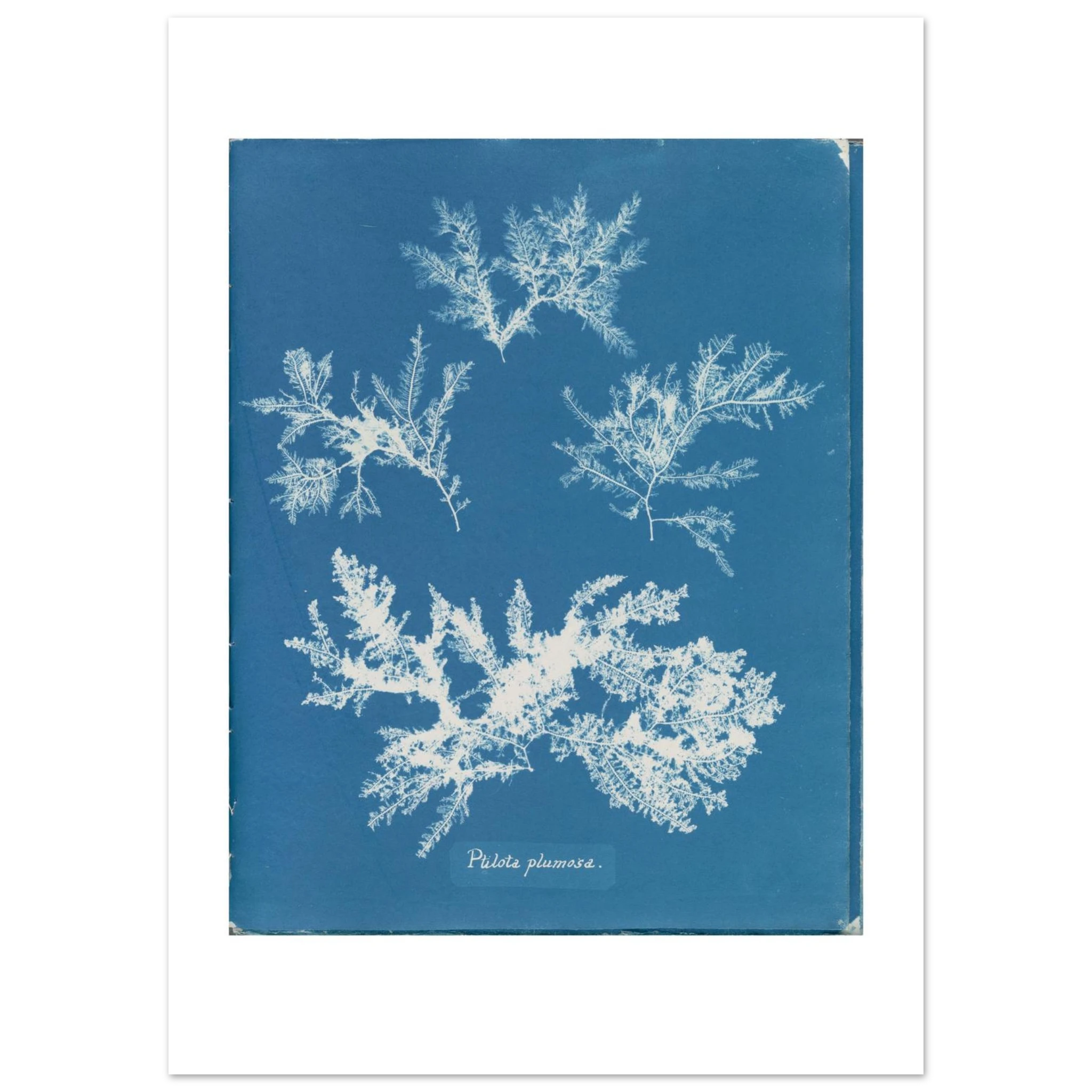 The enlarged 50 × 70 cm giclée print of Ptilota plumosa, unframed, shown flat with its white border