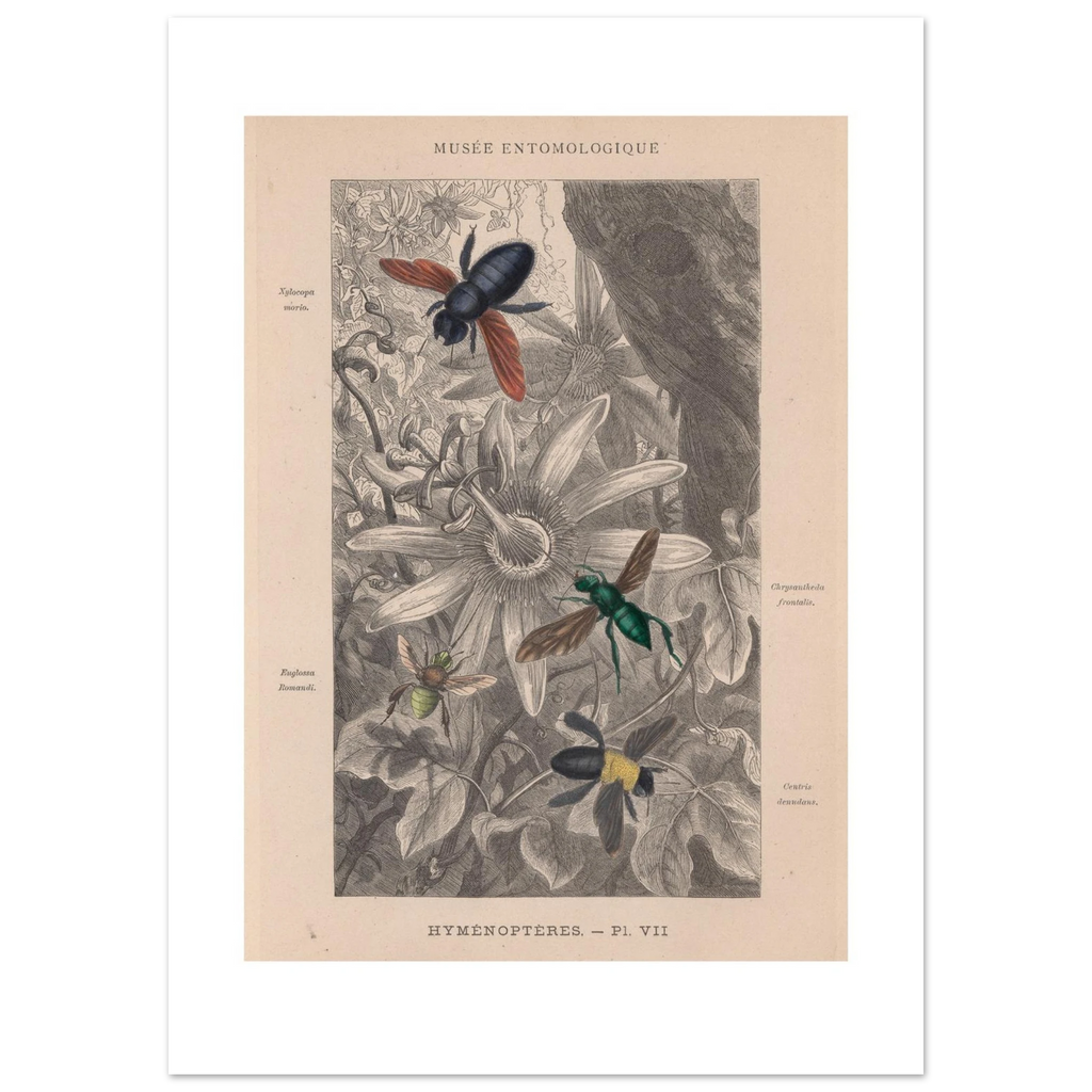 Hand-coloured 1878 wood engraving of four bees on a passionflower, plate Hymenopteres VII