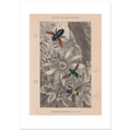 Hand-coloured 1878 wood engraving of four bees on a passionflower, plate Hymenopteres VII