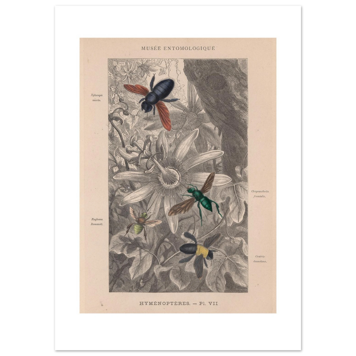 Hand-coloured 1878 wood engraving of four bees on a passionflower, plate Hymenopteres VII