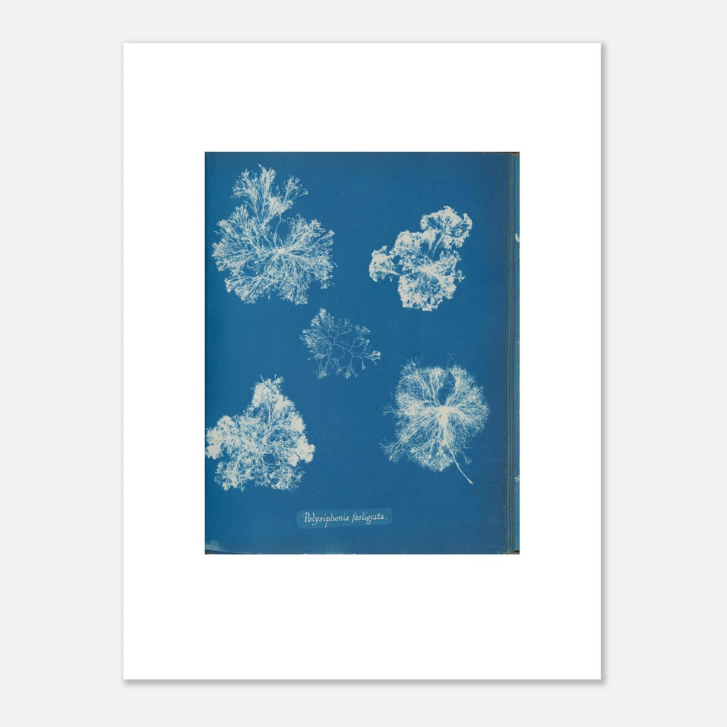 The 30 × 40 cm giclée print of Anna Atkins's Polysiphonia fastigiata, unframed, shown flat with its white border