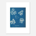 The 30 × 40 cm giclée print of Anna Atkins's Polysiphonia fastigiata, unframed, shown flat with its white border