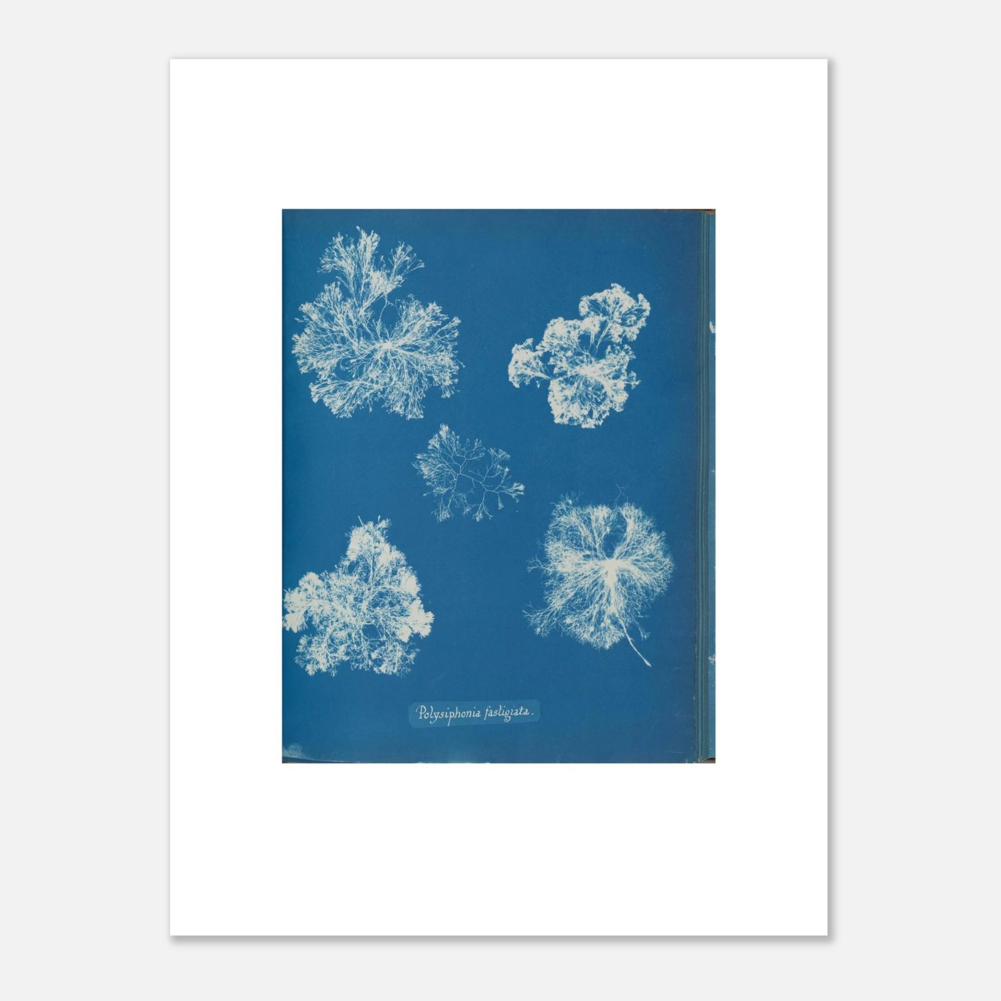 The 30 × 40 cm giclée print of Anna Atkins's Polysiphonia fastigiata, unframed, shown flat with its white border