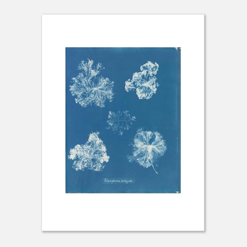 The 30 × 40 cm giclée print of Anna Atkins's Polysiphonia fastigiata, unframed, shown flat with its white border