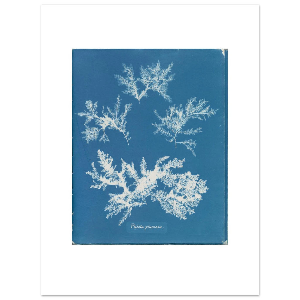 The 30 × 40 cm giclée print of Anna Atkins's Ptilota plumosa, unframed, shown flat with its white border