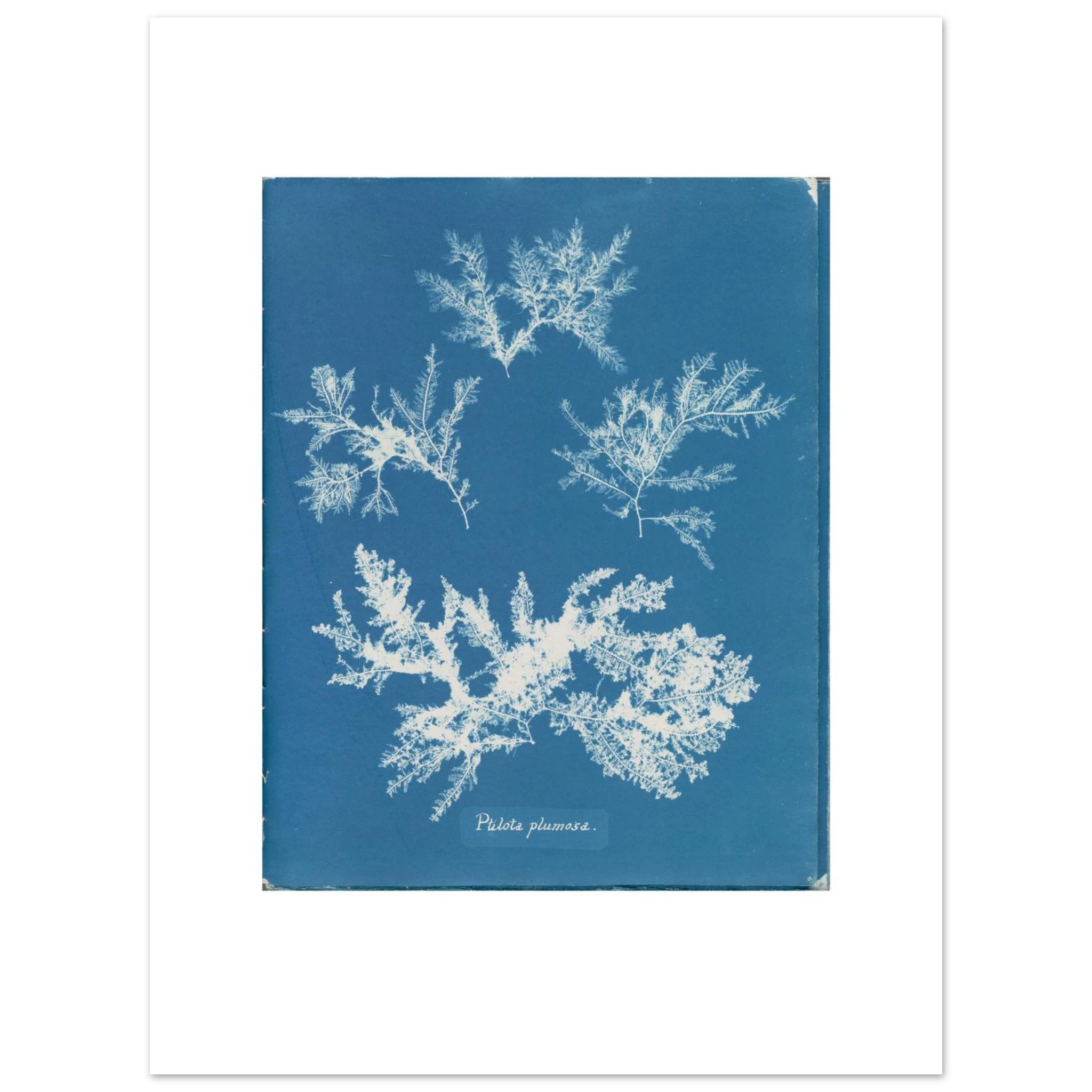 The 30 × 40 cm giclée print of Anna Atkins's Ptilota plumosa, unframed, shown flat with its white border