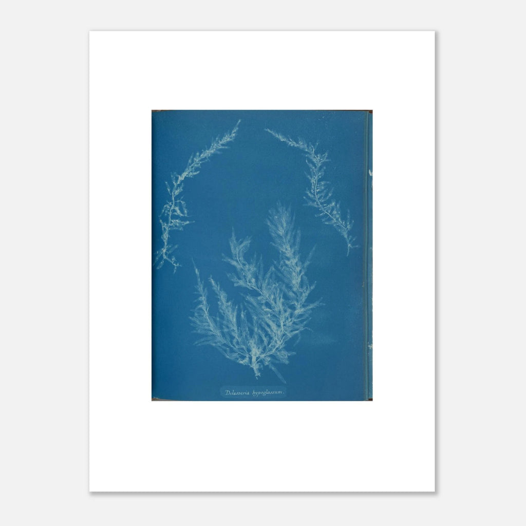 The unframed Delesseria hypoglossum print against a light grey wall, showing the white border and the paper edge
