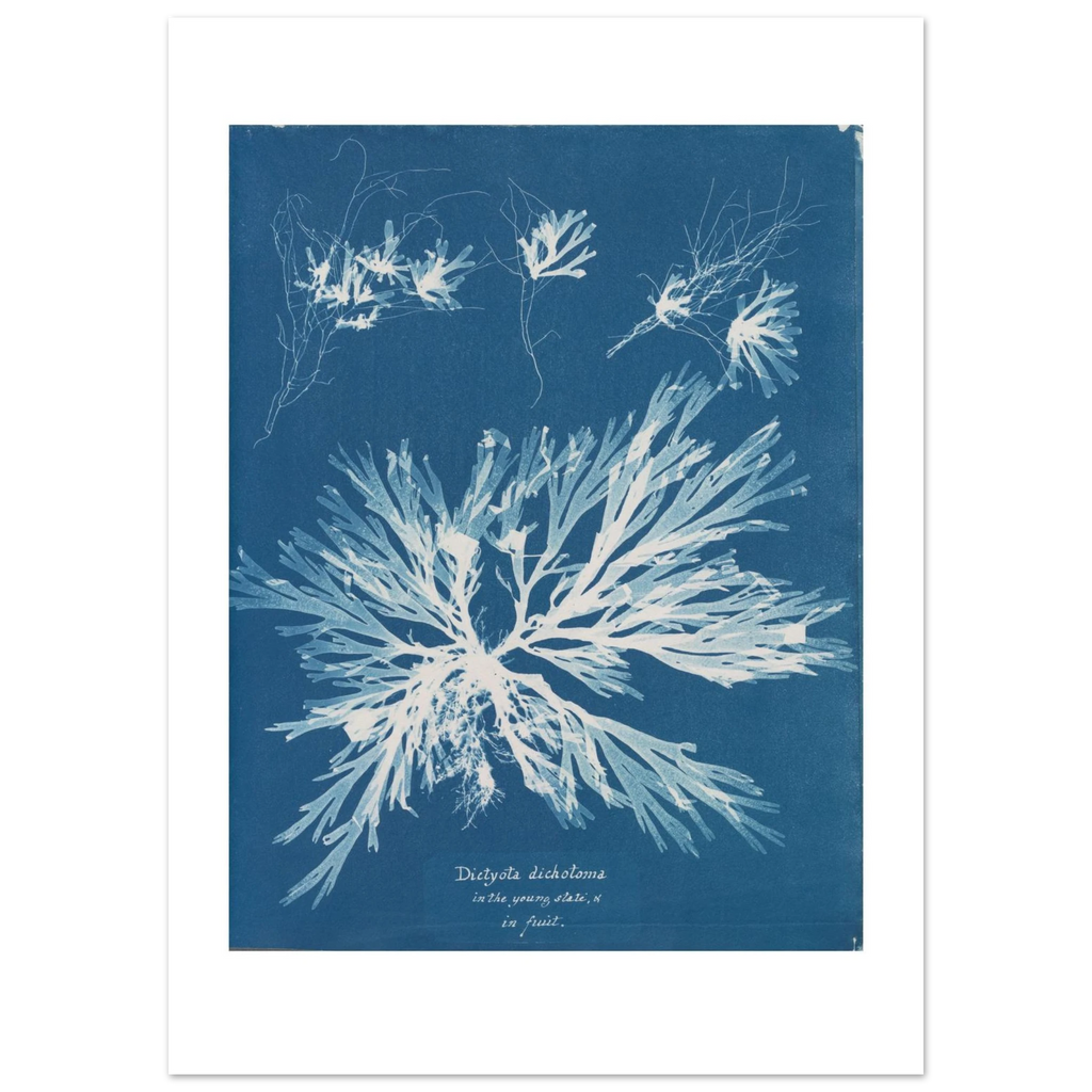The enlarged 50 × 70 cm giclée print of Dictyota dichotoma, unframed, shown flat with its white border