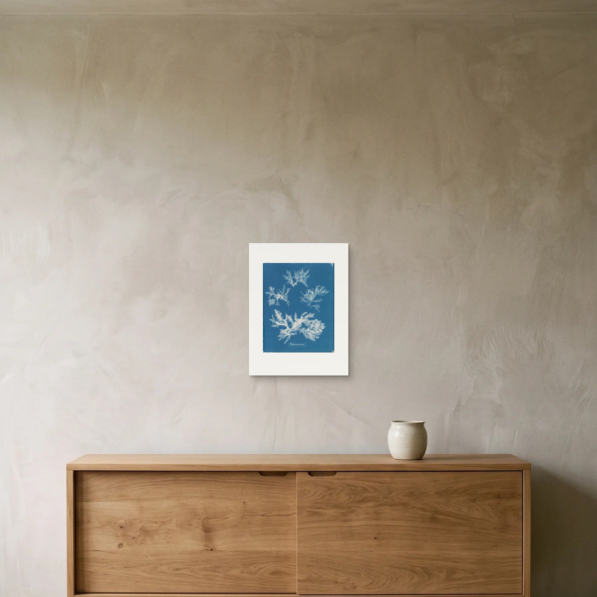 Anna Atkins – Ptilota plumosa, 1853 — the 30 × 40 cm sheet as printed, shown on the wall above a sideboard