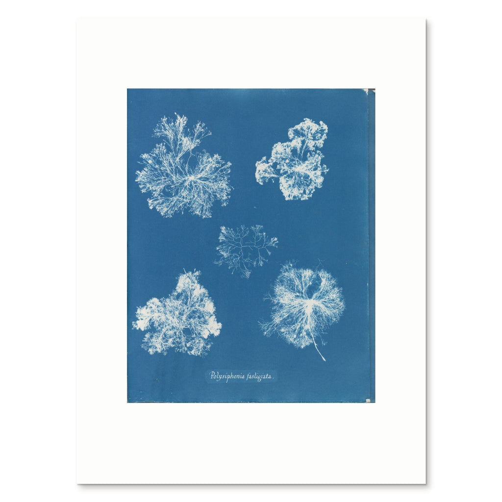 The 30 × 40 cm giclée print of Anna Atkins's Polysiphonia fastigiata, unframed, shown flat with its white border