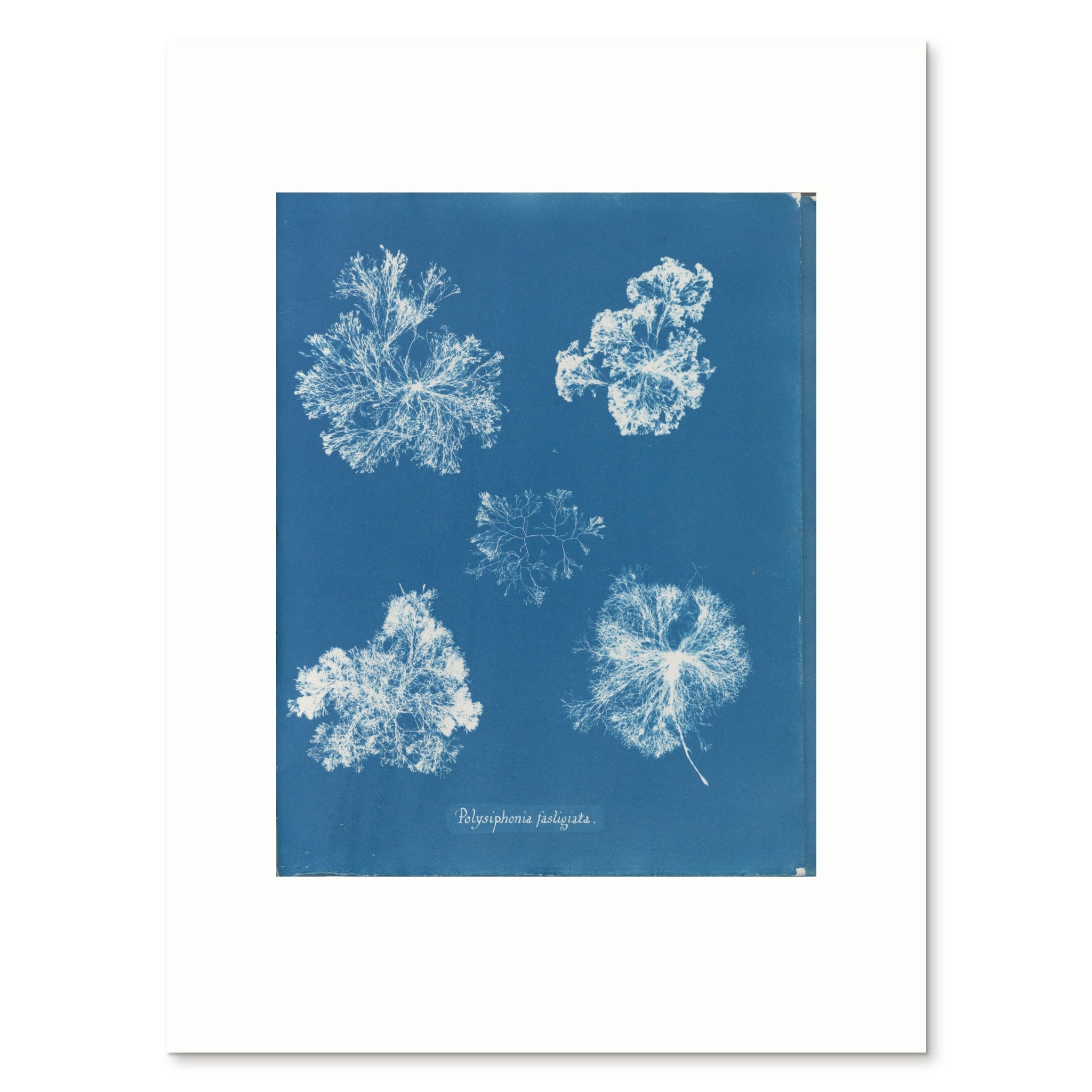 The 30 × 40 cm giclée print of Anna Atkins's Polysiphonia fastigiata, unframed, shown flat with its white border