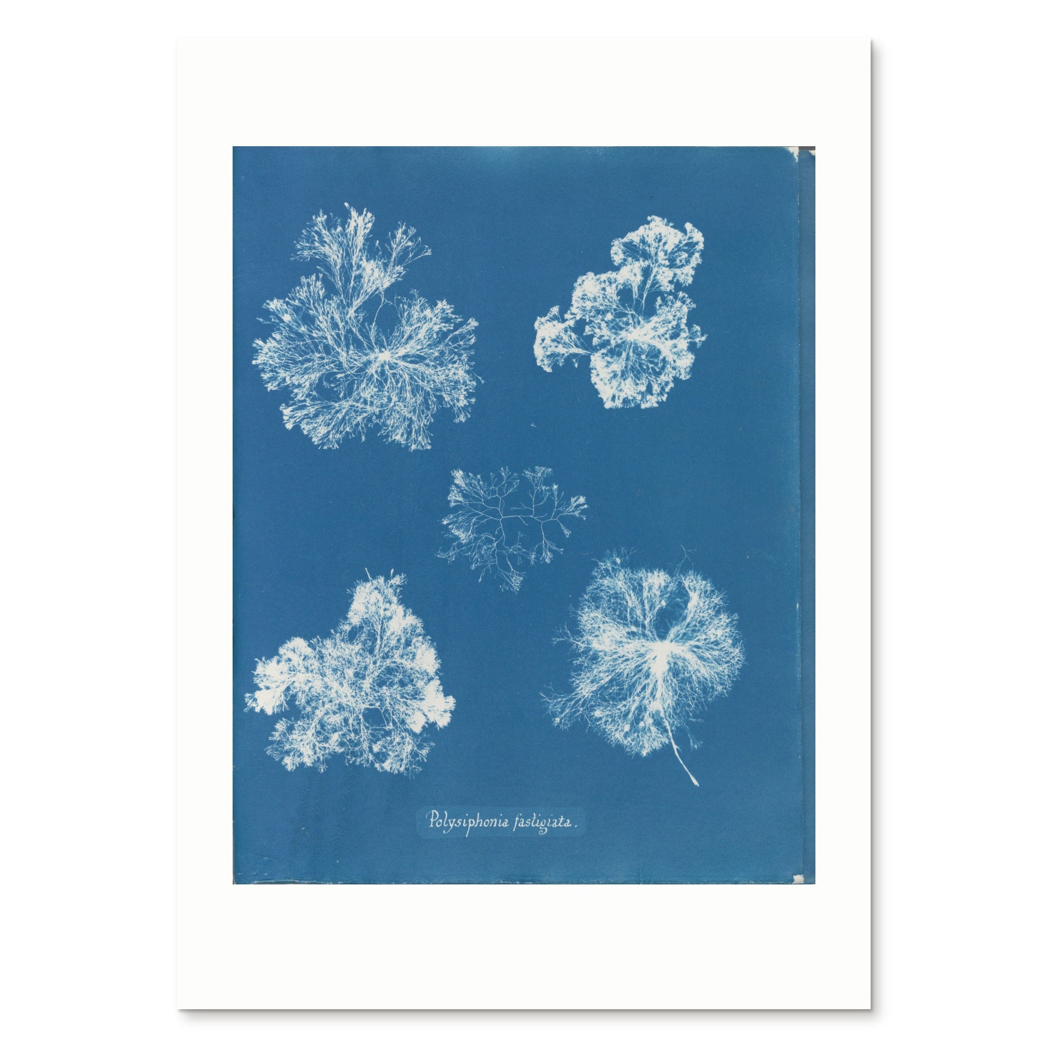 The enlarged 50 × 70 cm giclée print of Polysiphonia fastigiata, unframed, shown flat with its white border