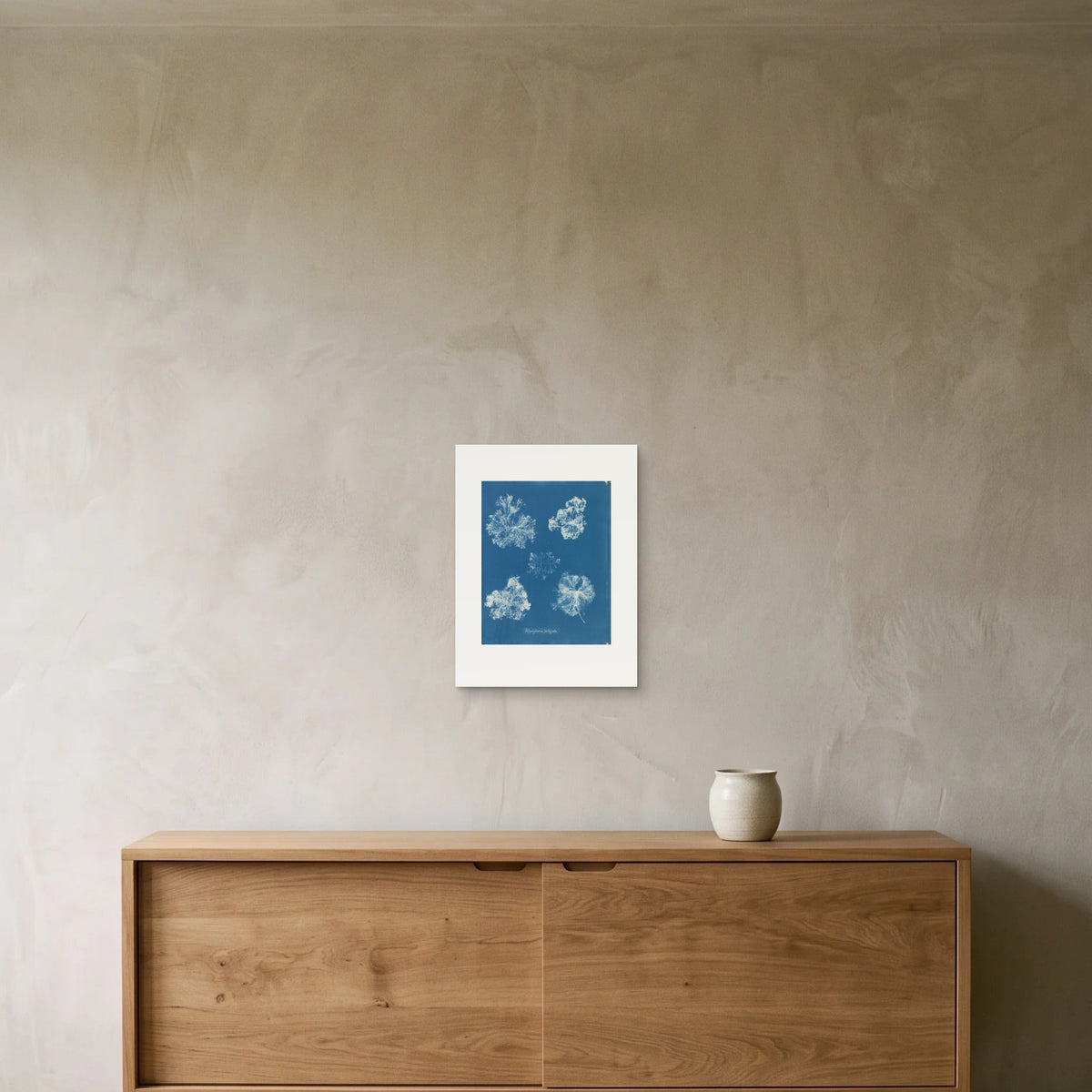 Anna Atkins – Polysiphonia fastigiata, 1853 — the 30 × 40 cm sheet as printed, shown on the wall above a sideboard