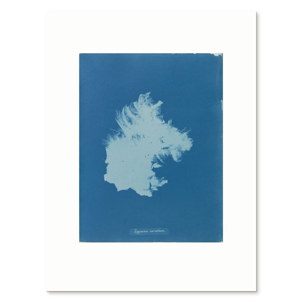 The 30 × 40 cm giclée print of Anna Atkins's Zygnema curvatum, unframed, shown flat with its white border