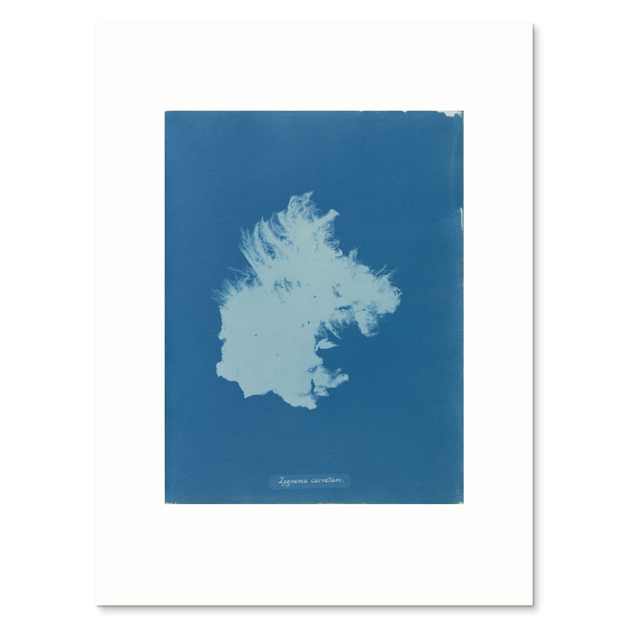 The 30 × 40 cm giclée print of Anna Atkins's Zygnema curvatum, unframed, shown flat with its white border