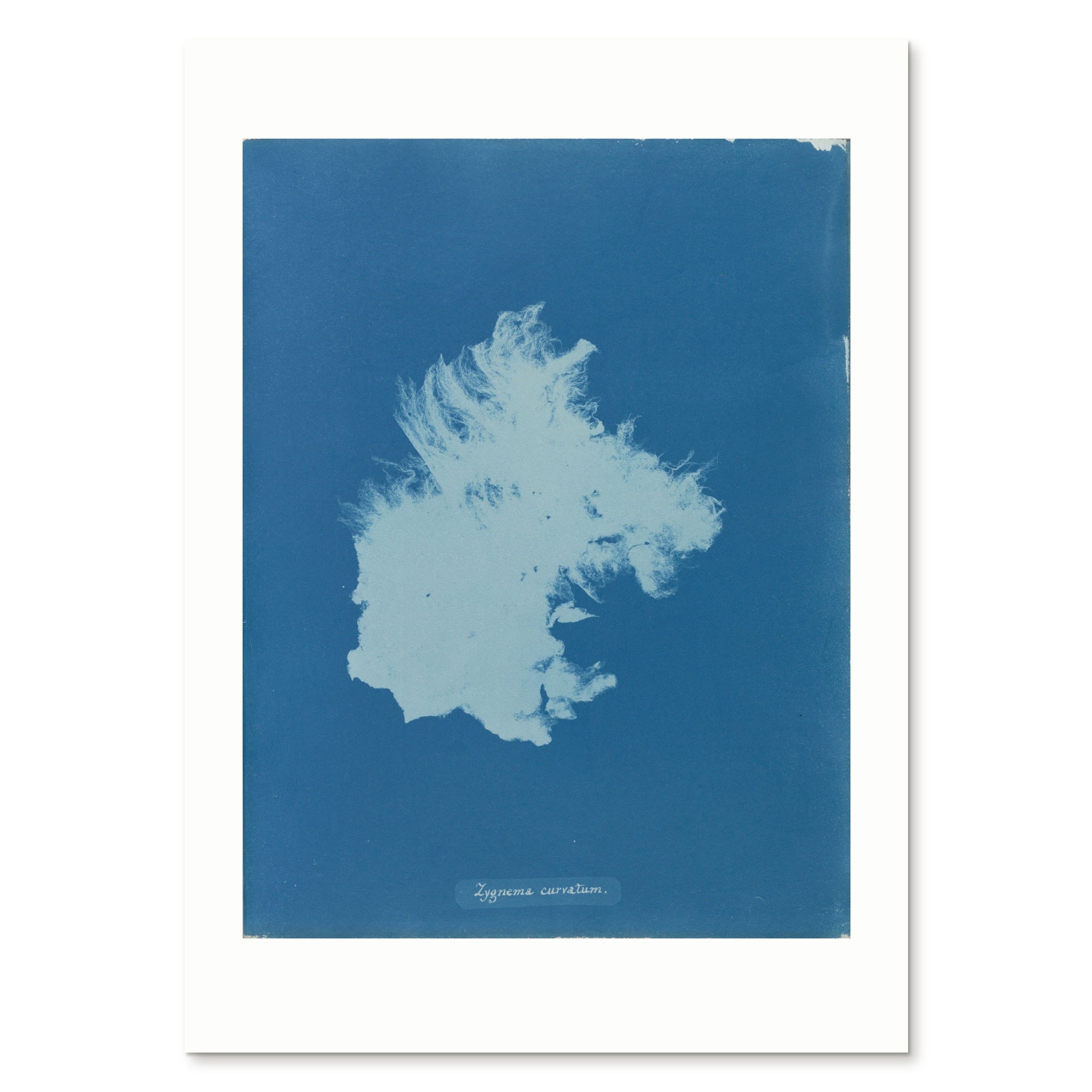 The enlarged 50 × 70 cm giclée print of Zygnema curvatum, unframed, shown flat with its white border