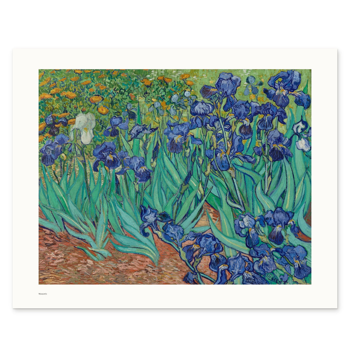 Van Gogh's Irises as a 50 × 40 cm giclée print, unframed, shown flat on white, with the small Museartis signet at the lower left