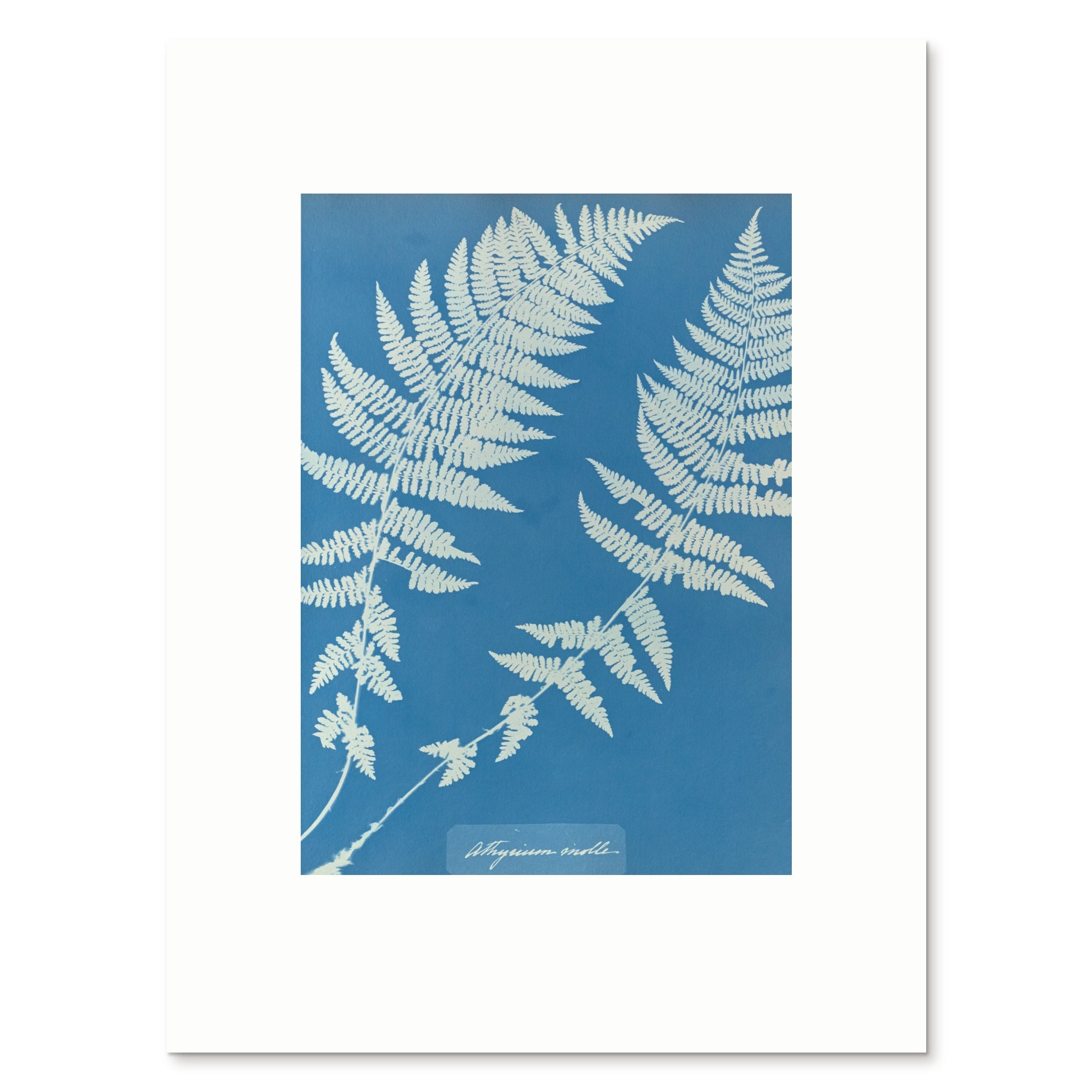 The 30 × 40 cm giclée print of Athyrium molle, unframed, shown flat with its white border