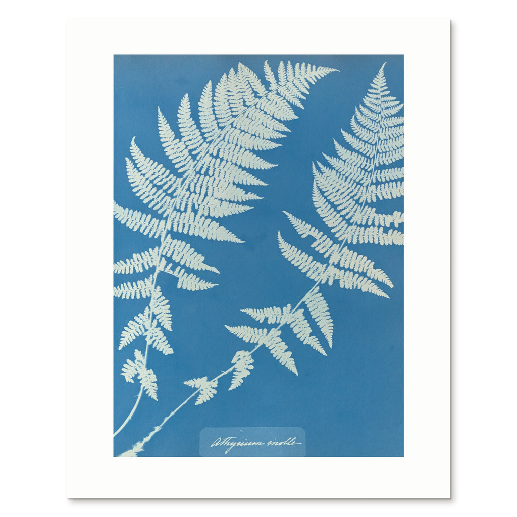 The enlarged 40 × 50 cm giclée print of Athyrium molle, unframed, shown flat with its white border