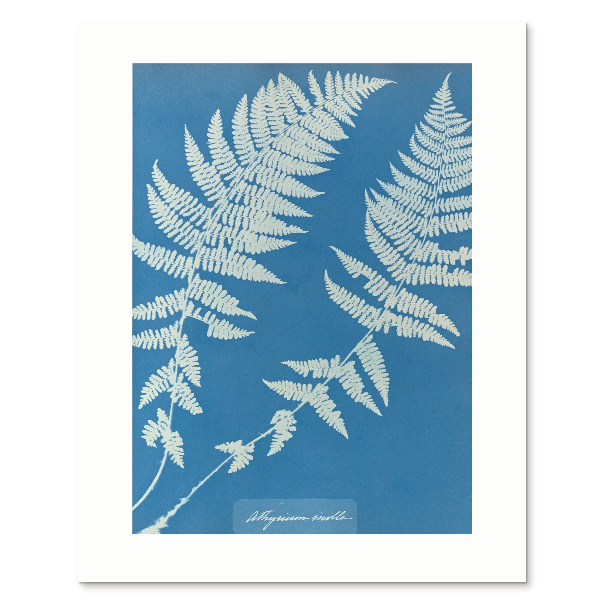 The enlarged 40 × 50 cm giclée print of Athyrium molle, unframed, shown flat with its white border