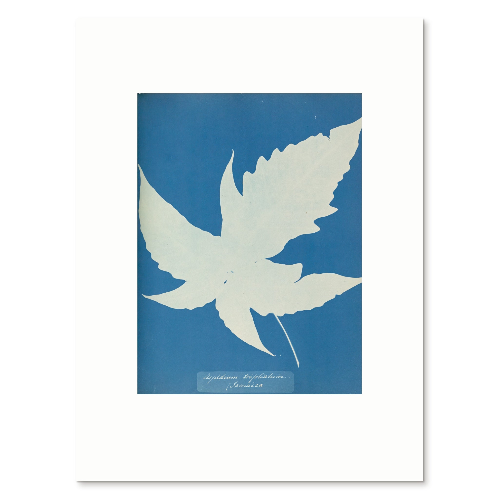 The 30 × 40 cm giclée print of Aspidium trifoliatum, unframed, shown flat with its white border