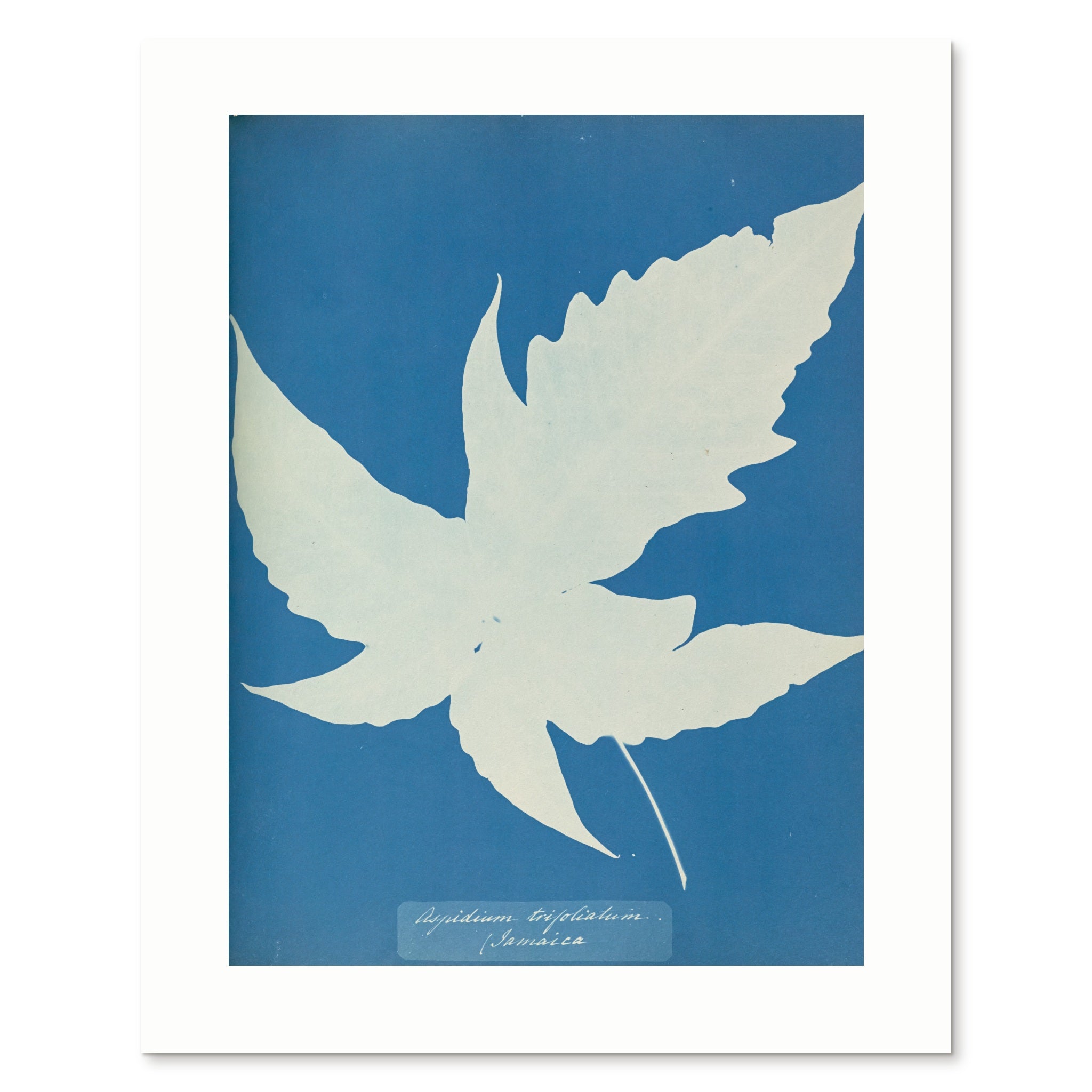 The enlarged 40 × 50 cm giclée print of Aspidium trifoliatum, unframed, shown flat with its white border
