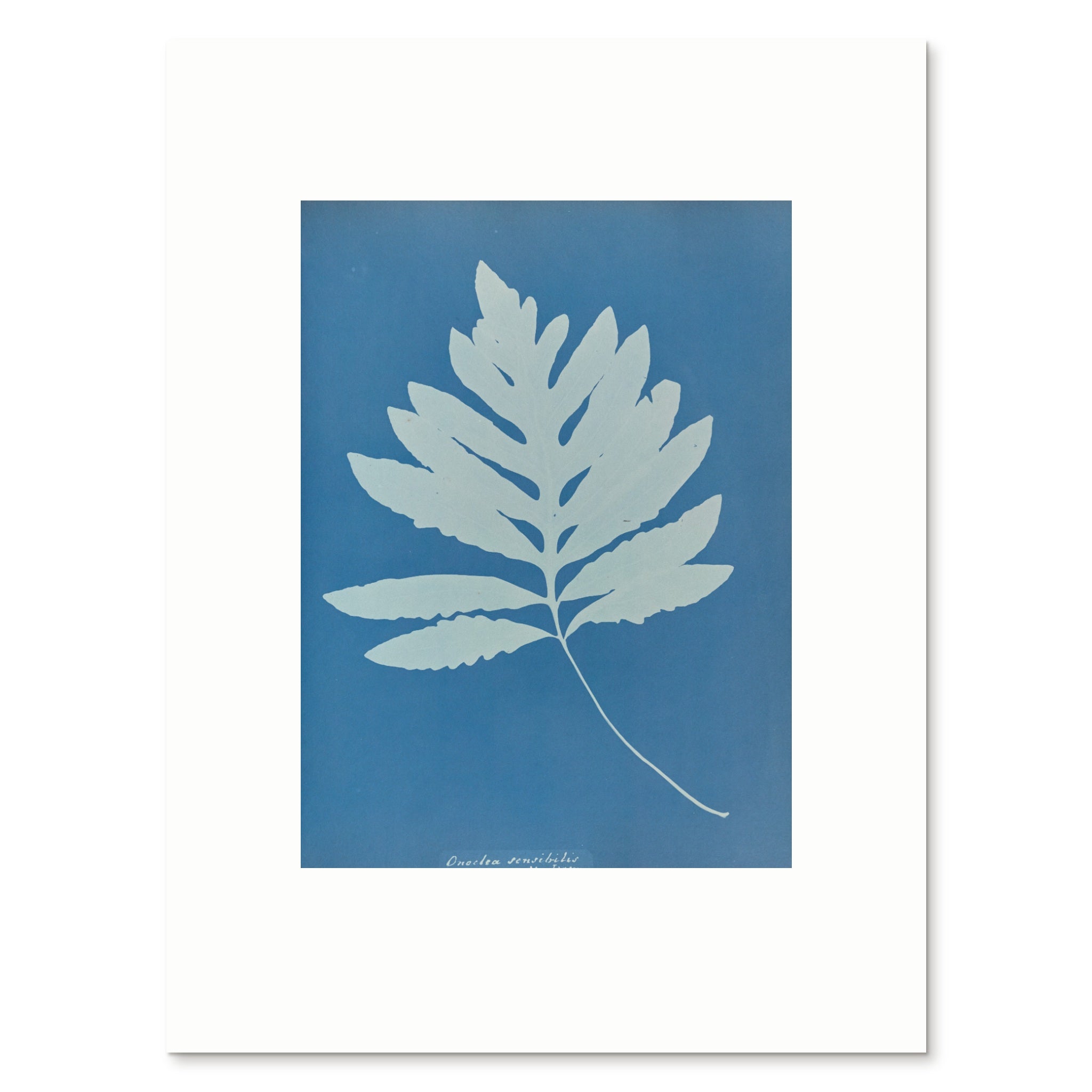 The 30 × 40 cm giclée print of Onoclea sensibilis, unframed, shown flat with its white border