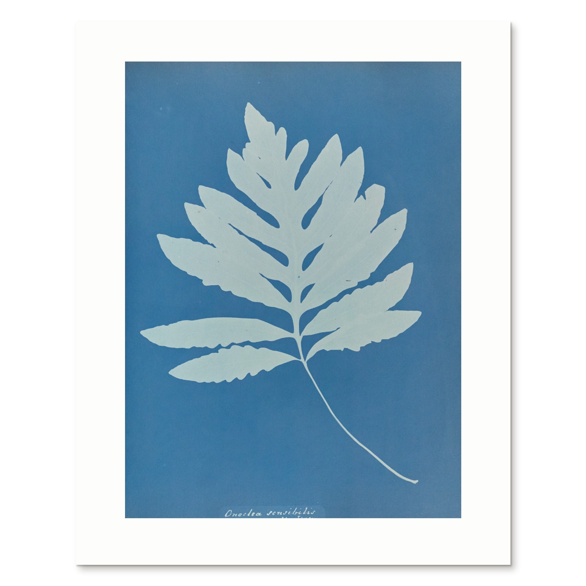 The enlarged 40 × 50 cm giclée print of Onoclea sensibilis, unframed, shown flat with its white border