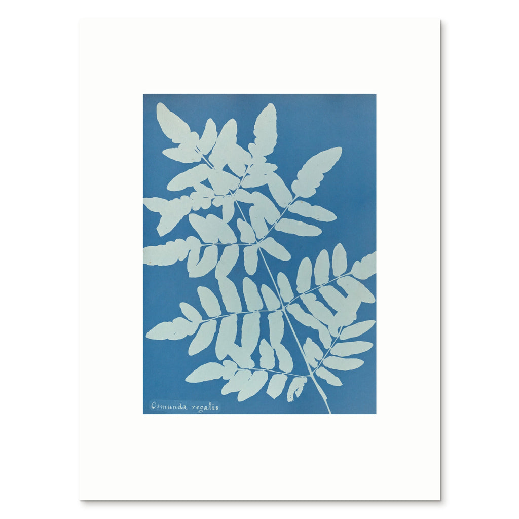 The 30 × 40 cm giclée print of Osmunda regalis, unframed, shown flat with its white border