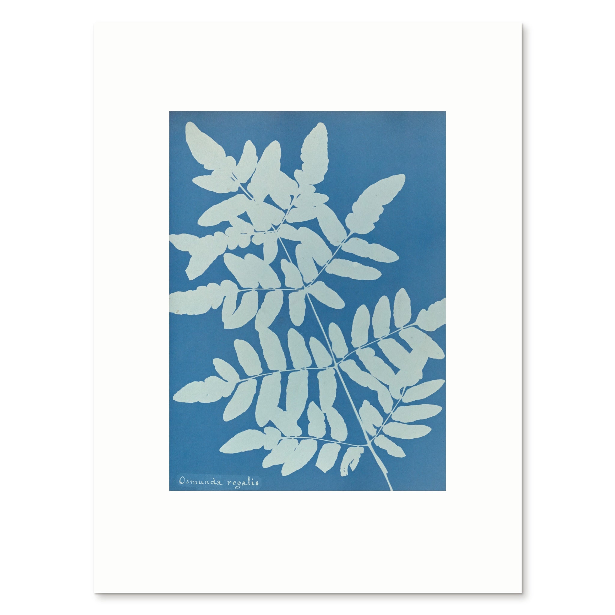 The 30 × 40 cm giclée print of Osmunda regalis, unframed, shown flat with its white border
