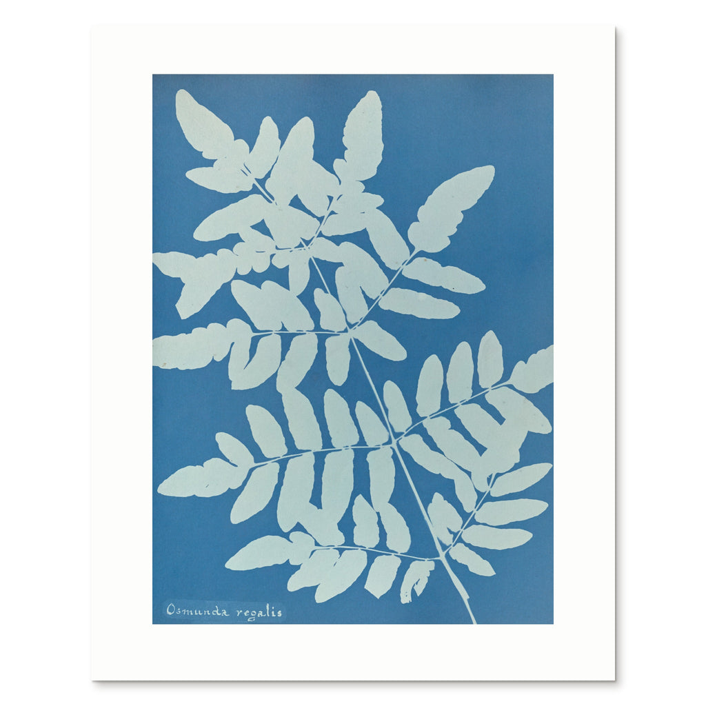The enlarged 40 × 50 cm giclée print of Osmunda regalis, unframed, shown flat with its white border