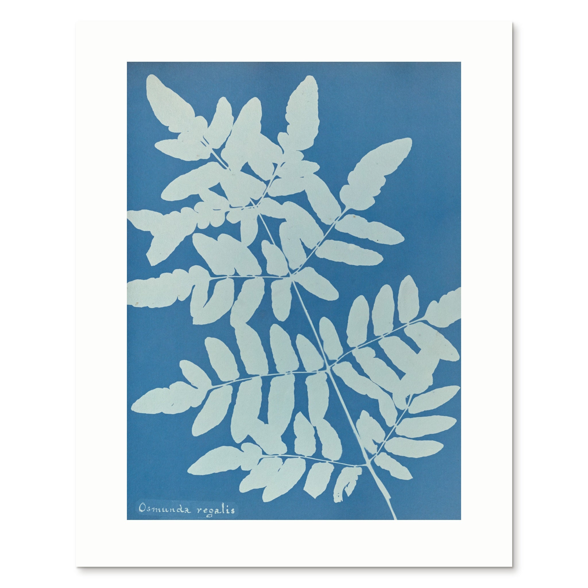 The enlarged 40 × 50 cm giclée print of Osmunda regalis, unframed, shown flat with its white border