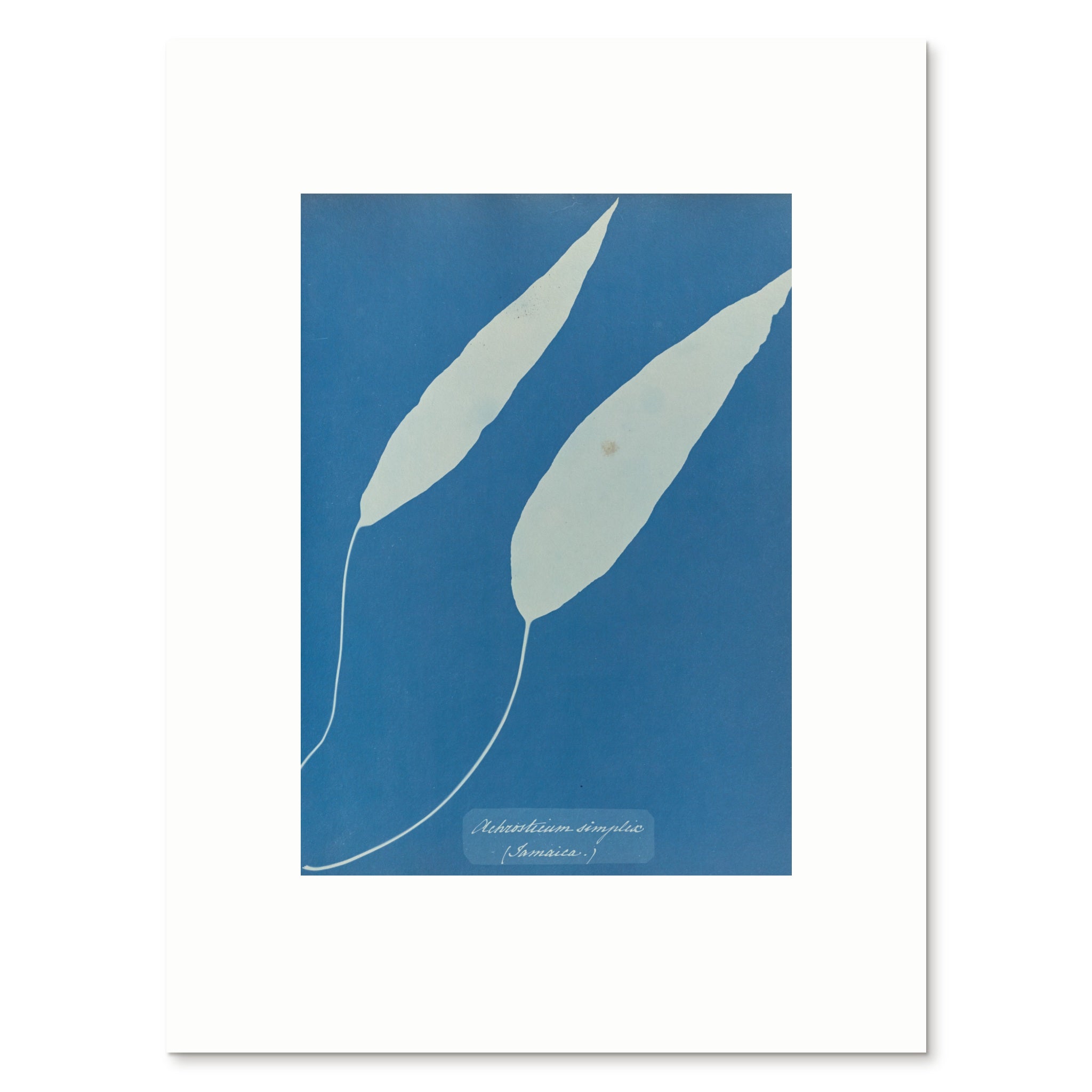 The 30 × 40 cm giclée print of Achrosticum simplex, unframed, shown flat with its white border