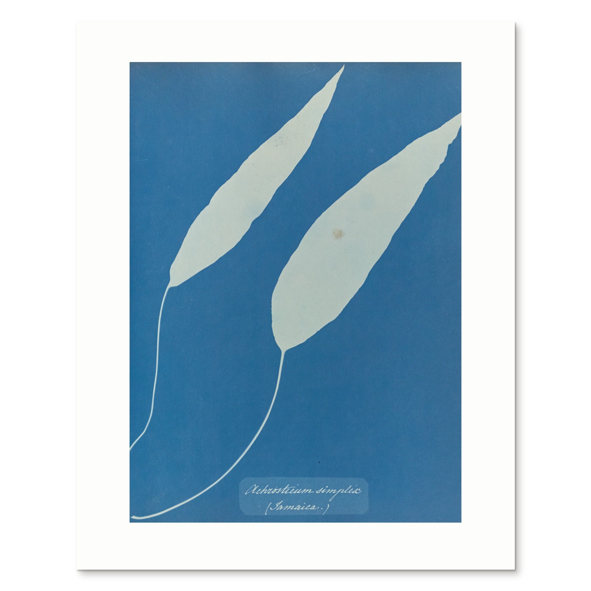 The enlarged 40 × 50 cm giclée print of Achrosticum simplex, unframed, shown flat with its white border