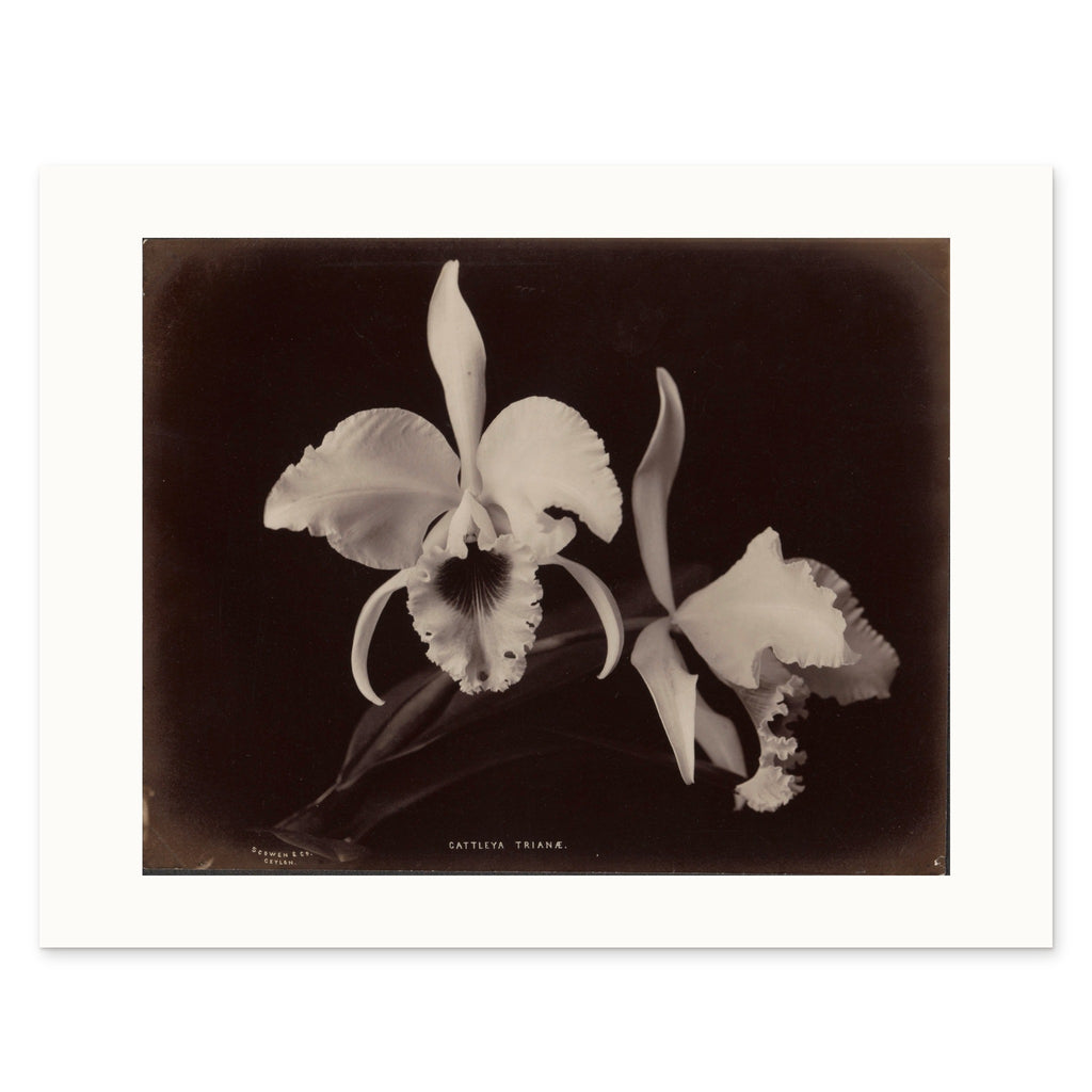 The 35 × 27 cm sheet, unframed, showing the white border