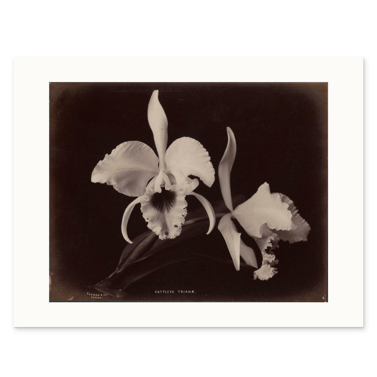 The 35 × 27 cm sheet, unframed, showing the white border