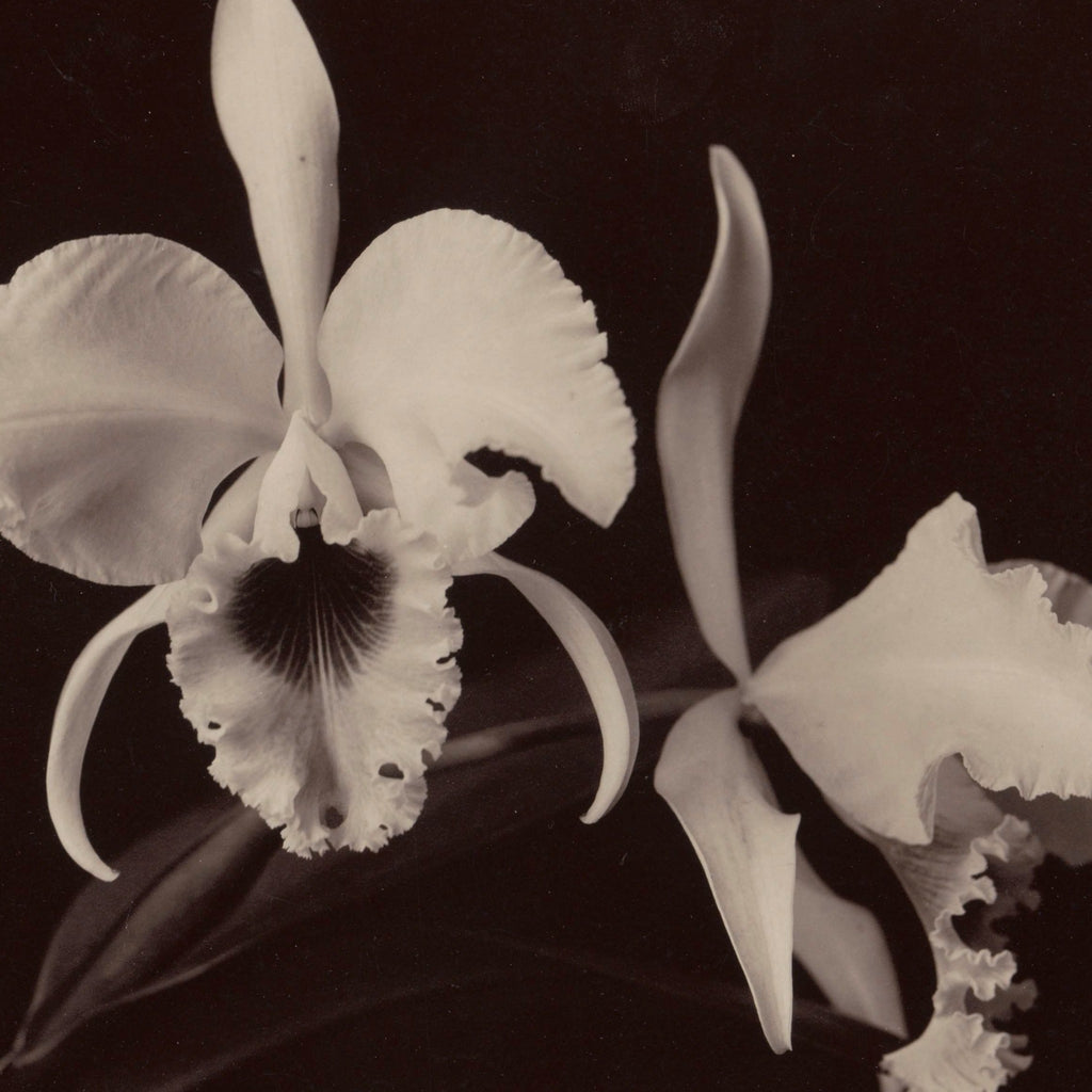 Detail at original size: the frilled lip and dark throat of the left flower
