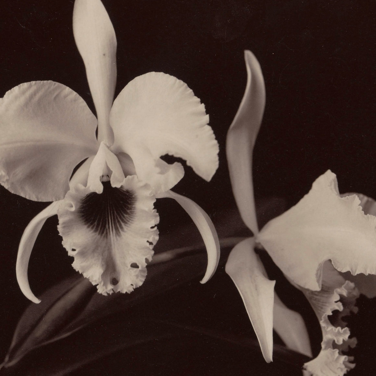 Detail at original size: the frilled lip and dark throat of the left flower