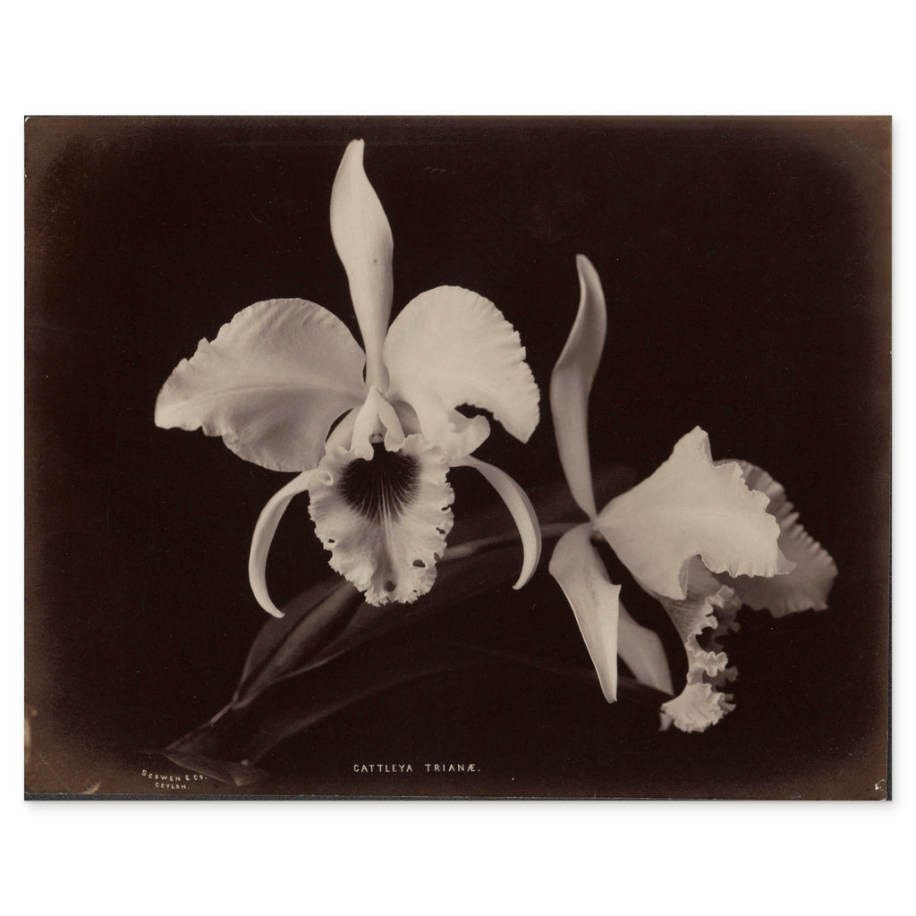 Charles T. Scowen & Co., Two Christmas Orchids, 1876–93 — the whole albumen print as reproduced