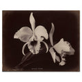 Charles T. Scowen & Co., Two Christmas Orchids, 1876–93 — the whole albumen print as reproduced