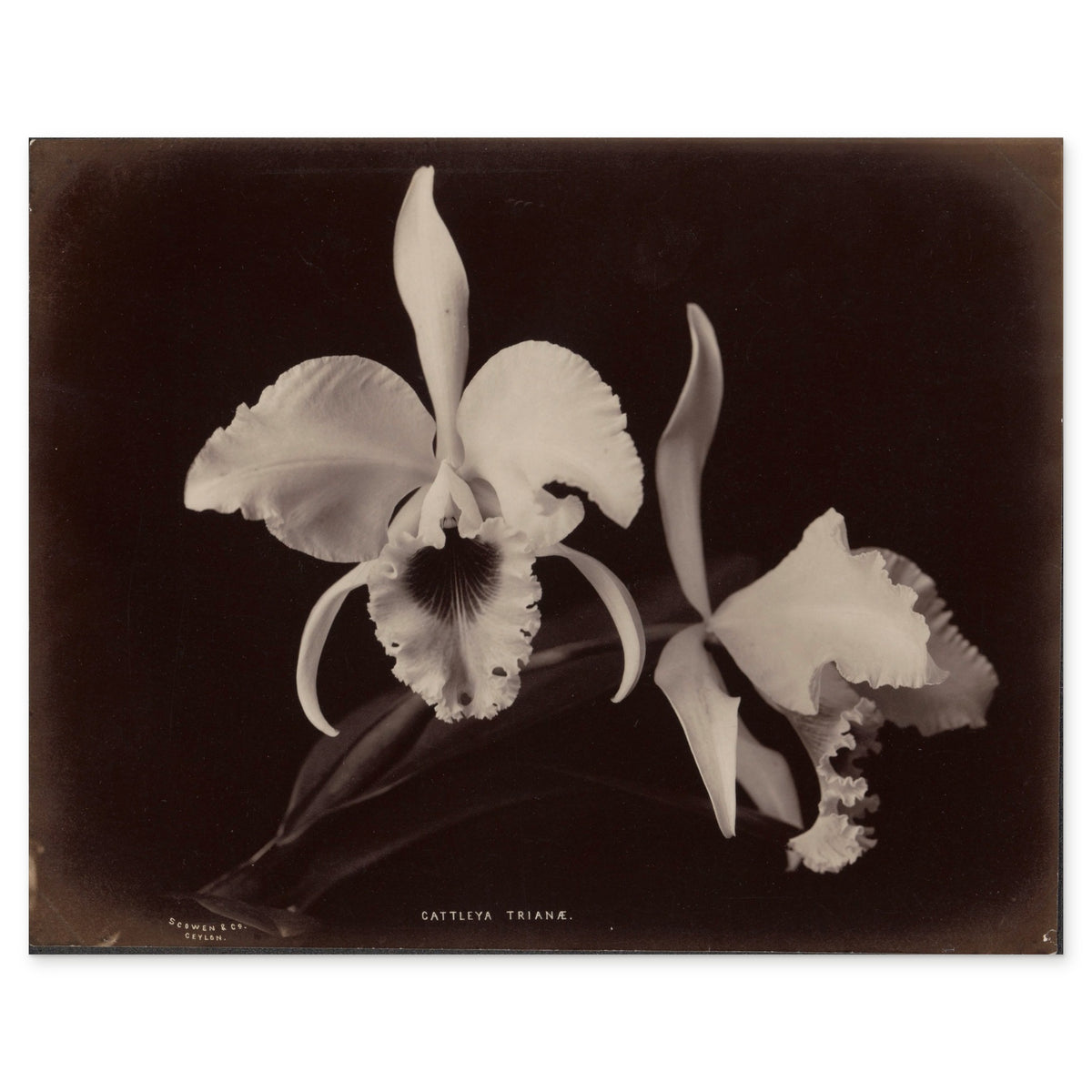 Charles T. Scowen & Co., Two Christmas Orchids, 1876–93 — the whole albumen print as reproduced
