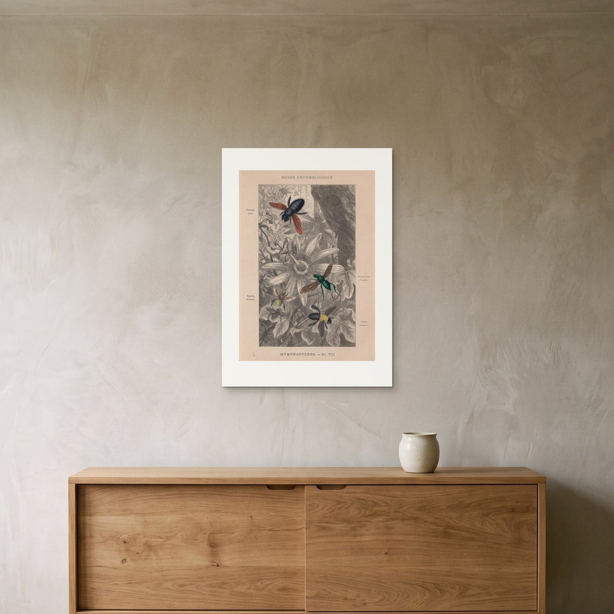 Hyménoptères, Pl. VII (Musée entomologique illustré, 1878) — the 50 × 70 cm print hung above a sideboard, for scale
