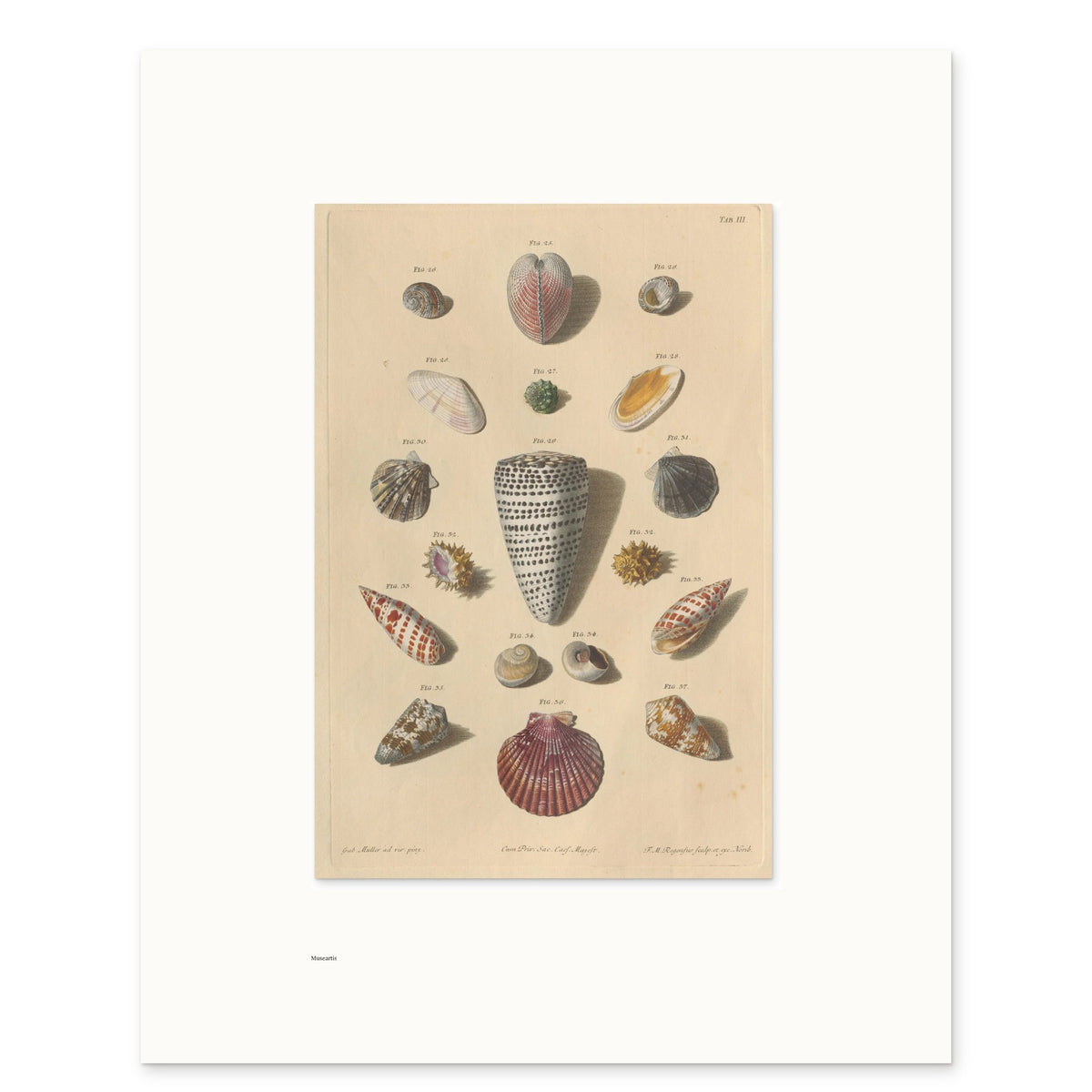 The 40 × 50 cm sheet of Regenfuss's Shells, Plate III, unframed, with its white border and the small Museartis signet at the lower left
