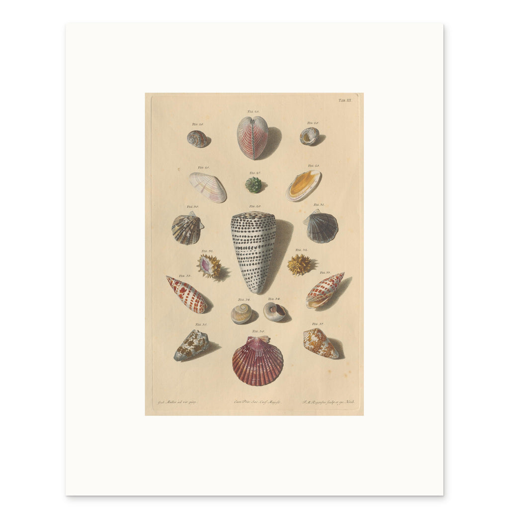The 40 × 50 cm sheet, unframed, with its white border