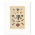 The 40 × 50 cm sheet, unframed, with its white border
