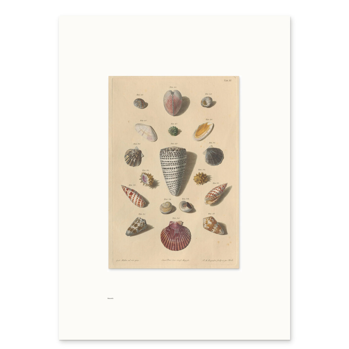 The 50 × 70 cm sheet of Regenfuss's Shells, Plate III, unframed, with its white border and the small Museartis signet at the lower left
