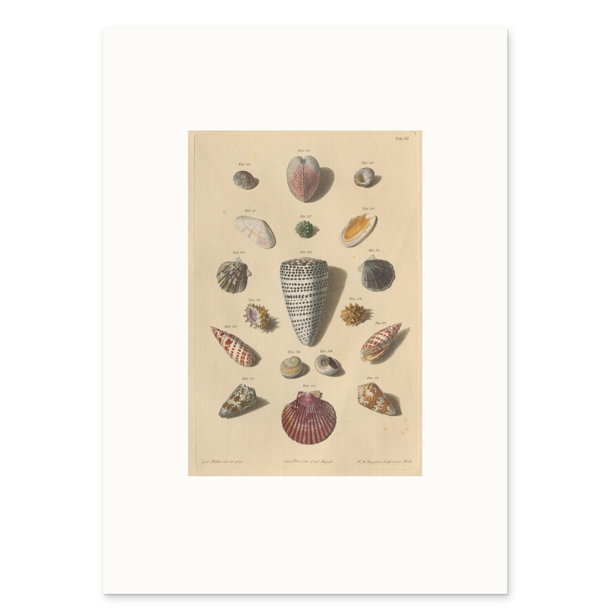 The 50 × 70 cm sheet, unframed, with its white border