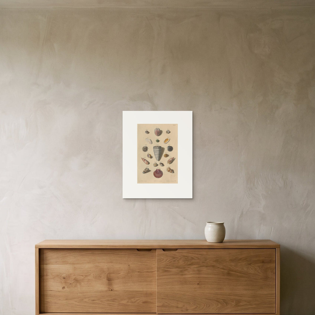 Franz Michael Regenfuss – Shells, Plate III from Choix de Coquillages et de Crustacés, 1758 — the 40 × 50 cm sheet as printed, shown on the wall above a sideboard